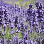 ⁦مقطر الخزامى الطبيعي500مل⁩ - الصورة ⁦2⁩