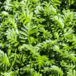 مقطر المخينزة الطبيعي