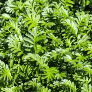 مقطر المخينزة الطبيعي