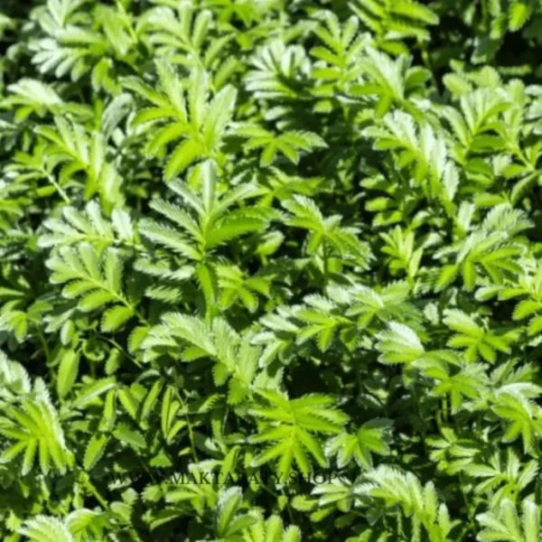 مقطر المخينزة الطبيعي